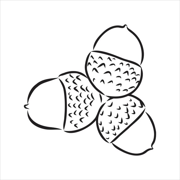 Online coloring book: Three connected acorns coloring page